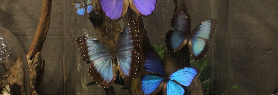 Valkyrie Gate Exotic Collection