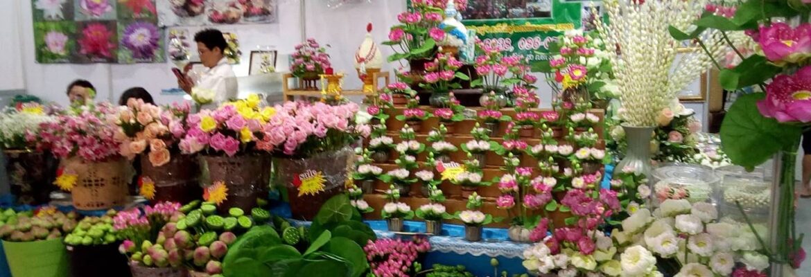 ดาวบางไทร